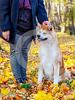 Akita dog with a mistress in the autumn park among the yellow fallen leaves