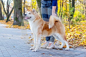 Akita dog with a mistress in the autumn park among the yellow fallen leaves