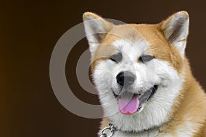 Akita dog portrait