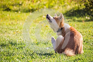 Akita dog sitting in the grass and scratching his neck photo