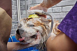 An Akita dog with soap on its muzzle while caring for a pet in a modern veterinary salon. Close-up