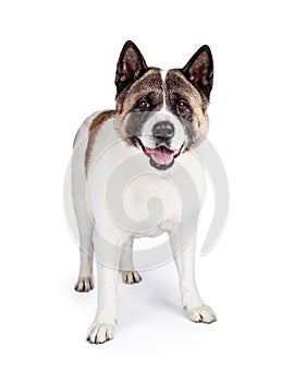 Akita Dog Standing Isolated Over White Background
