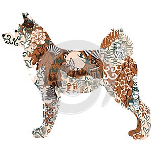 Akita dog on a white background