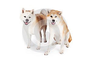 Akita Dogs Over White Background