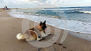 Akita on the Empty beach of the Black sea and soon the storm