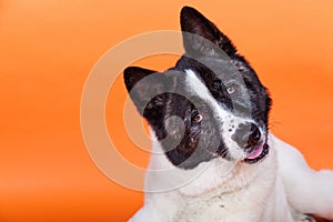 Akita With Head Cocked Lying Over Orange Background