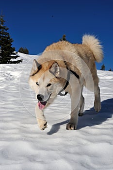 Akita And Husky Dog Mix