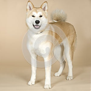 Akita inu ( 14 months) photo