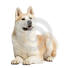 Akita Inu, 2 years old, lying and panting