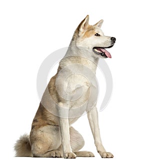 Akita Inu, 2 years old, sitting and panting