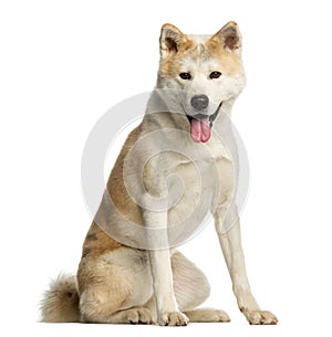 Akita Inu, 2 years old, sitting and panting