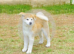 Akita Inu