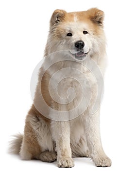 Akita Inu, 4 years old, sitting