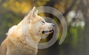 Akita Inu at the autumn forest