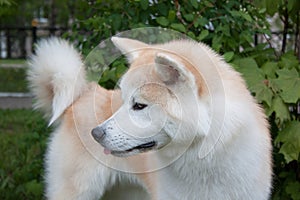 Akita inu close up. Akita ken or japanese akita.