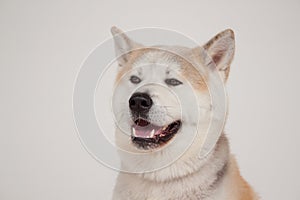 Akita inu close up. Akita ken or japanese akita. Isolated on a gray background.