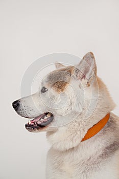 Akita inu close up. Akita ken or japanese akita. Pet animals.