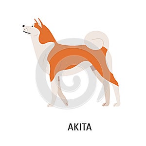 Akita Inu. Cute purebred Japanese companion dog with fluffy coat isolated on white background. Funny lovely domestic