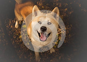 Akita Inu dog