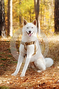 Akita inu dog in the autumn forest