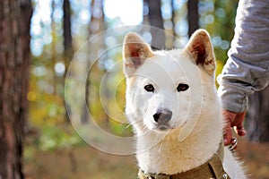 Akita inu dog in the autumn forest