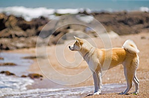 Akita Inu Dog at the beach