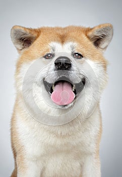 Akita inu dog close-up portrait