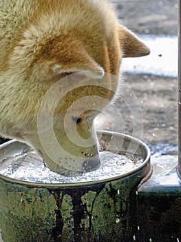 Akita Inu dog drinking water