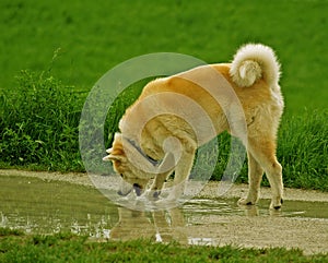 Akita Inu Dog Drinks Water photo