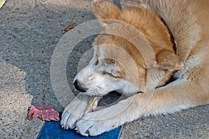 Akita Inu dog eating a bone