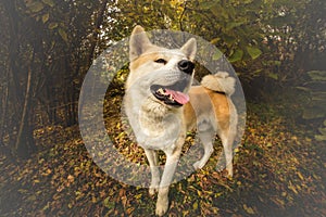 Akita inu dog in the forest