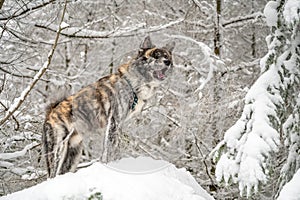 Akita Inu dog with gray fur standing on a rock with snow during winter, howling like a wolf