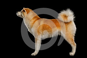 Akita Inu Dog isolated on Black Background