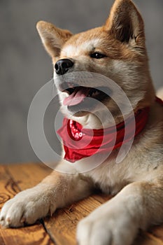 Akita Inu dog lying down and sticking out tongue