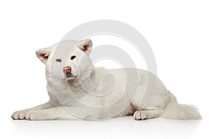 Akita inu dog lying on white background