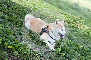 Akita inu dog