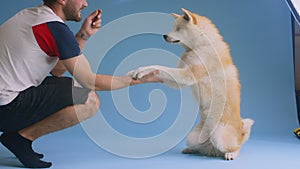 Akita Inu dog performing a trick for a treat