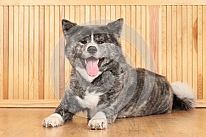 Akita Inu dog portrait