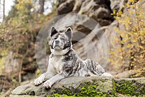 Akita inu dog portrait