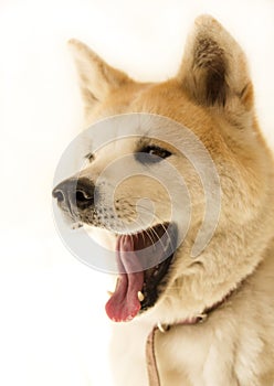 Akita inu dog portrait