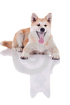 Akita inu dog portrait on white background