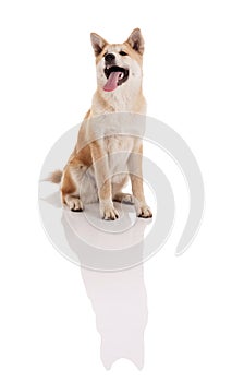 Akita inu dog portrait on white background