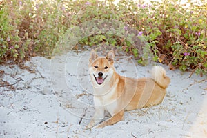 Akita inu dog sitting in dunes at a beach