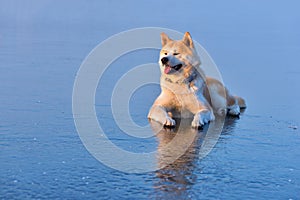 Akita Inu dog sitting on frozen lake in winter season at sunset