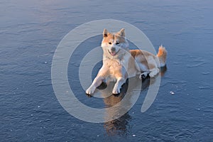 Akita Inu dog sitting on frozen lake in winter season at sunset