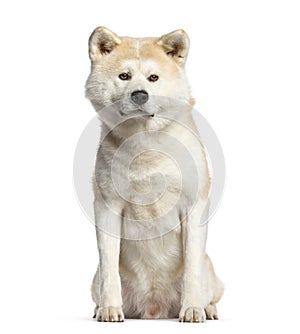 Akita inu, dog sitting and looking at the camera, isolated on w