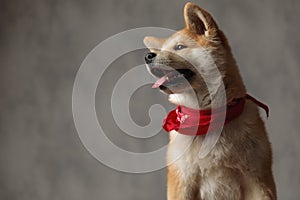 Akita Inu dog sitting and looking pensive to a side