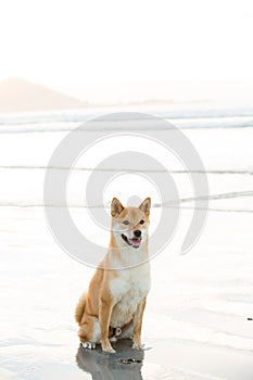 Akita inu dog sitting on the sand.