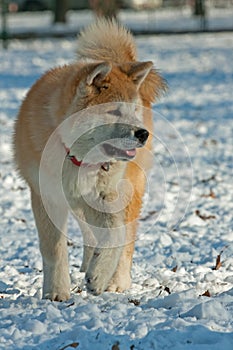 Akita Inu dog walking in snow 