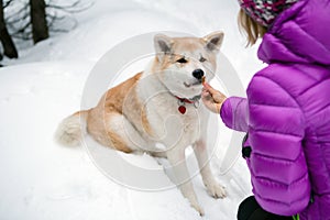 Akita Inu dog and woman, Karkonosze Mountains, Poland